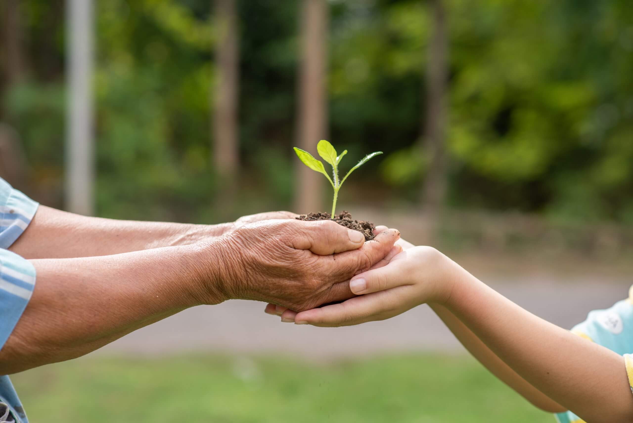 Elderly woman with wrinkled hands gives a green plant to a young man in sunlight, blurred green background.