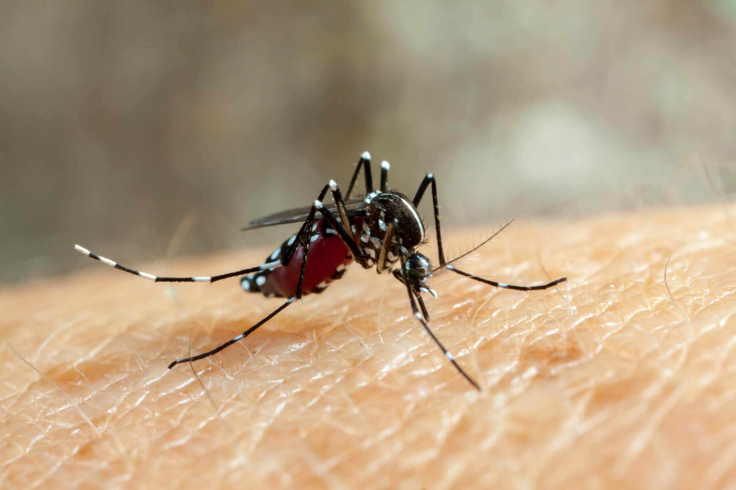 Dengue – The Commando Mosquito