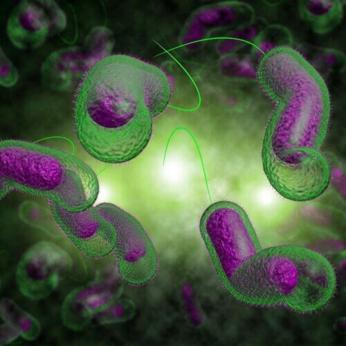 a group of green and purple bacteria on a dark background.